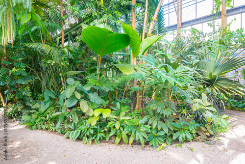 Tropical plants in a greenhouse of a botanical garden
