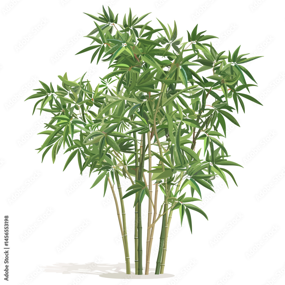 Fototapeta premium Bamboo tree isolated on white 