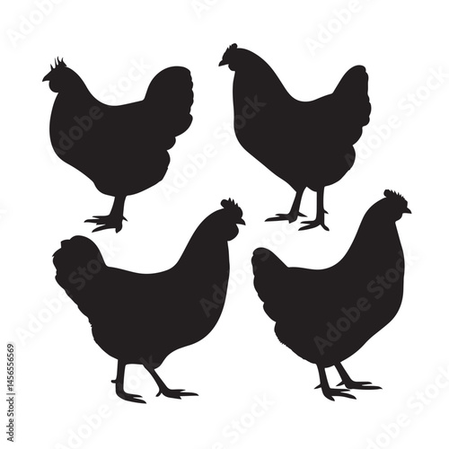 Vector silhouette set of chicken on white background