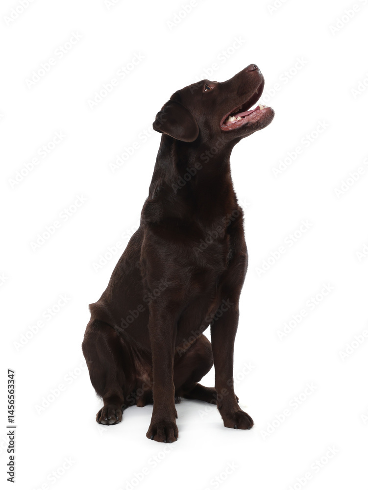 Cute dog on white background. Lovely pet Cute dog on white background. Lovely pet