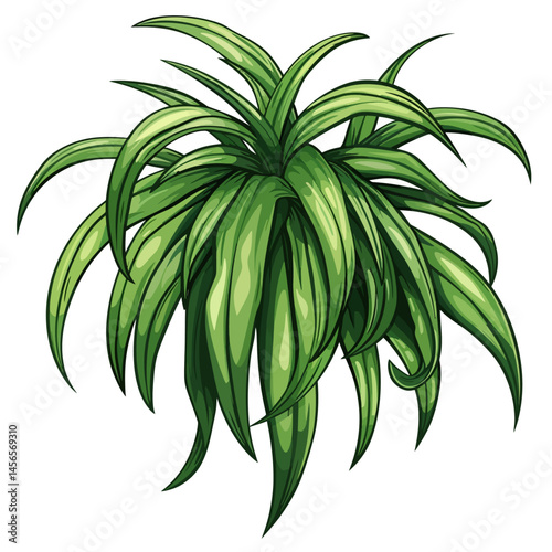 Dracaena plant 