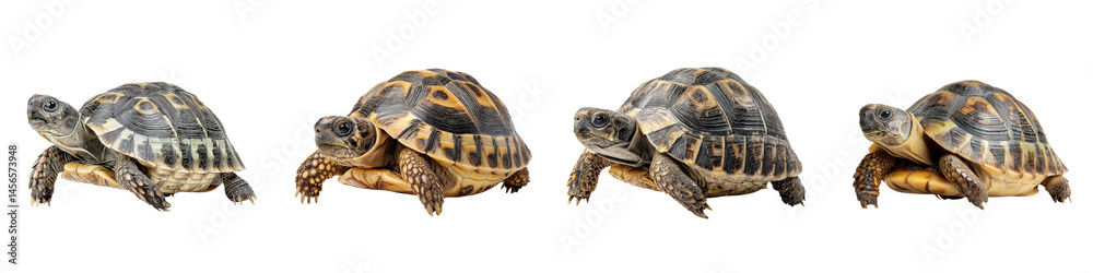 Obraz premium Close-up of a group of tortoises with patterned shells