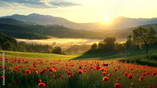 Sunrise over a poppy field with rolling hills and mist