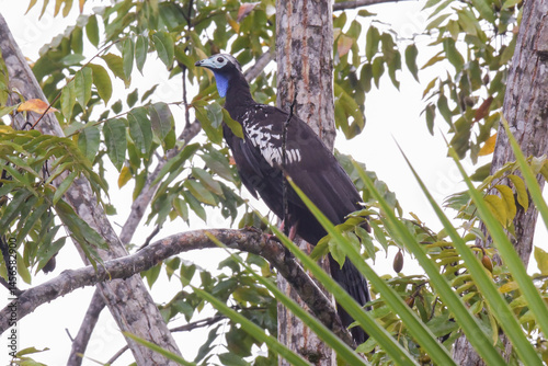 A Trinidad Piping-Guan sitting in the treetops of the northern Trinidad forest in early morning photo