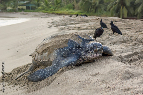 A leatherback Turtle climbing up a sandy beach in northern Trinidad to lay egg, and with a scattering of Black Vultures in the background