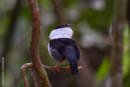 A rearview of a White-bearded Manakin in the understory of the forest in northern Trinidad