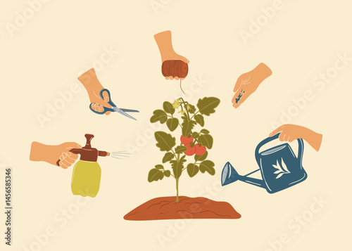Caring Hands in Tomato Plant Cultivation Cycle