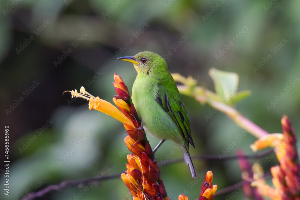 Fototapeta premium A colorful female Green Honeycreeper perched ion a tropical flower in the forest of northern Trinidad