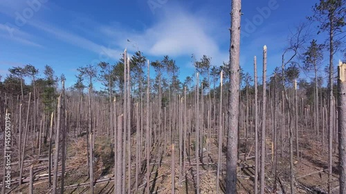Wallpaper Mural Drone footage over a Michigan pine stand ravaged by an ice storm: tall trunks snapped mid-height and stripped of branches, rising starkly against a bright blue sky, with broken limbs scattered on the  Torontodigital.ca