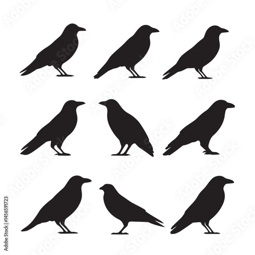 Vector silhouette set of crow on white background