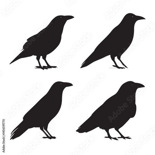 Vector silhouette set of crow on white background