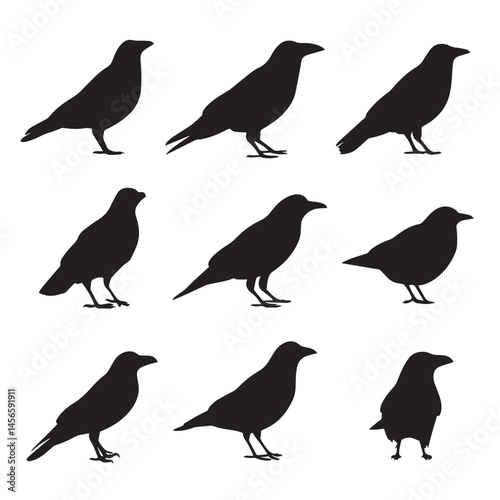 Vector silhouette set of crow on white background