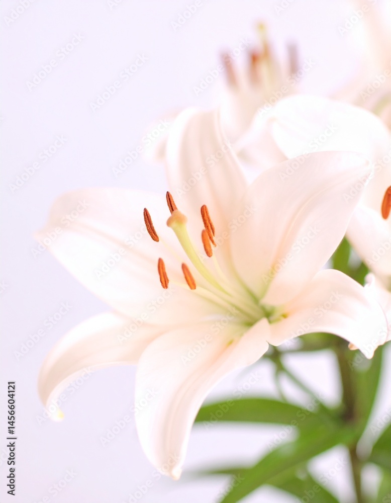 Obraz premium beautiful lilies in a vase, beautiful close up of flowers, shallow depth of field 
