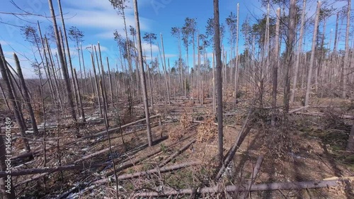 Wallpaper Mural Drone footage reveals a stark, forest floor scattered with fallen pine trunks and shattered limbs from an ice storm, snapped trunks rise against a bright blue sky, evoking natural force. Torontodigital.ca