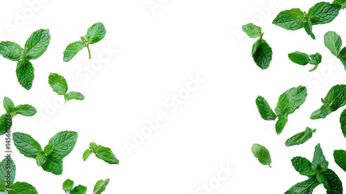 Fresh green mint leaves scattered on a transparent background, top view
