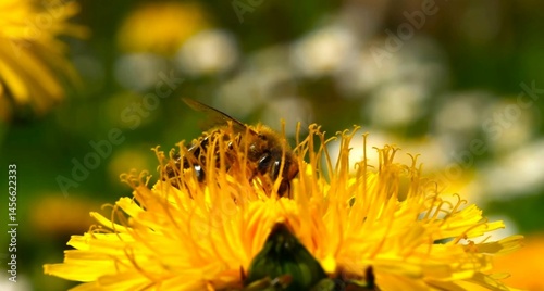 Bee on a yellow dandelion flower.