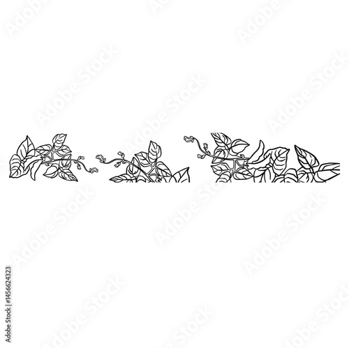 border soybean plants black and white illustration hand made vector