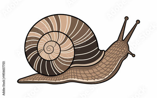 Snail Vector Illustration with Shell Isolated on White Background