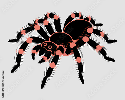 Detailed illustration of arachnid spider vector image