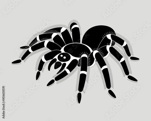 Black and White Tarantula Vector Illustration Perfect for Halloween