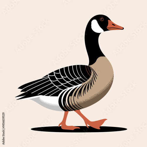 Barnacle goose illustration vector image wildlife nature design