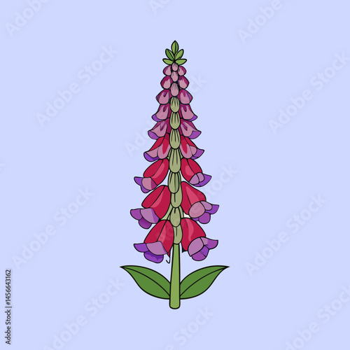 Illustration of a vibrant foxglove flower with numerous bellshaped blossoms in shades of red and purple against a light purple background