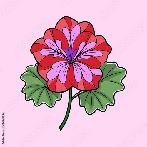Vibrant Red and Purple Geranium Flower with Green Leaves Detailed Illustration