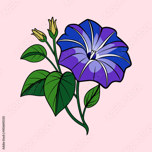 Beautiful Purple Morning Glory Flower with Green Leaves and Buds