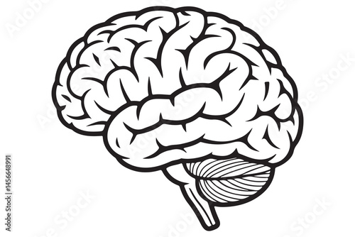 Detailed Illustration of a Human Brain

