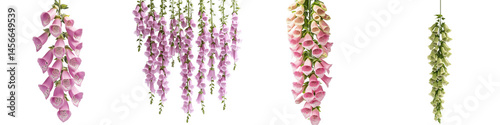 Wallpaper Mural set of a Foxglove flowers in vertical form, each flower hanging in a different color, vertical display of foxglove flowers, shimmering in different colors, on a transparent backgrounds Torontodigital.ca