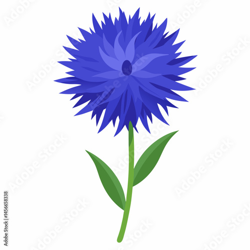 Bachelor’s Button Vector on White Background
