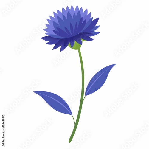 Bachelor’s Button Vector on White Background