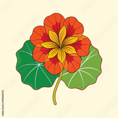 Vintage nasturtium flower illustration, blooming orange and yellow tropaeolum with green leaves, botanical garden floral vector art