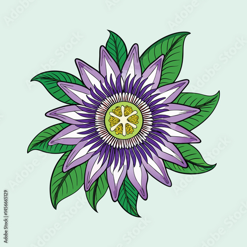 A Stunning Illustration of a Purple Passion Flower with Lush Green Leaves