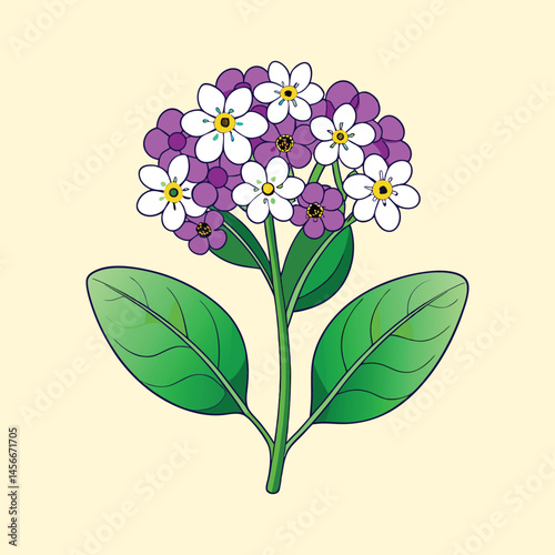 Vintage botanical heliotrope flower illustration, purple and white blooming garden plant, floral vector art for greeting cards