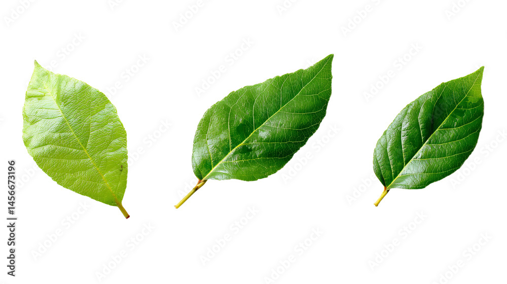 Fototapeta premium three green leaves on a white surface