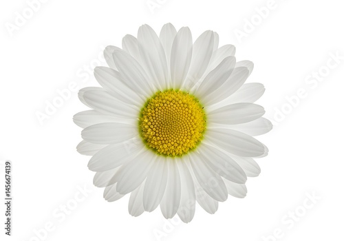 A single daisy flower with white petals and a yellow center on a plain white background in close up view