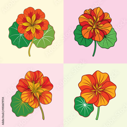 Nasturtium flower vector set, orange and yellow floral illustrations with green leaves, 4 botanical icons for garden design and summer patterns