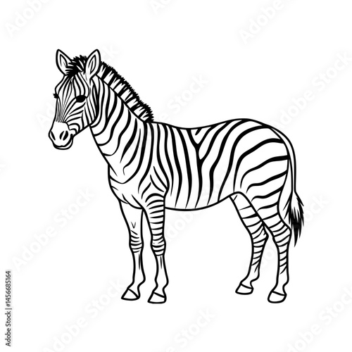 Black and White Zebra Line Art Illustration