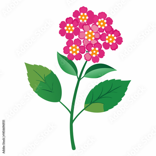 Lantana Vector Illustration on White Backgroun