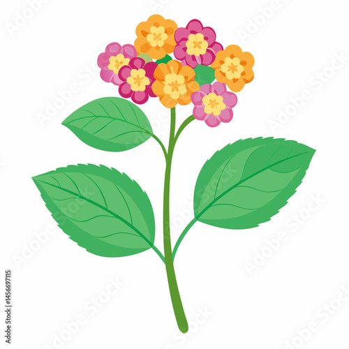 Lantana Vector Illustration on White Backgroun