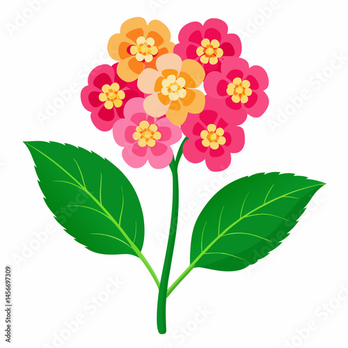 Lantana Vector Illustration on White Backgroun