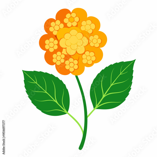Lantana Vector Illustration on White Backgroun