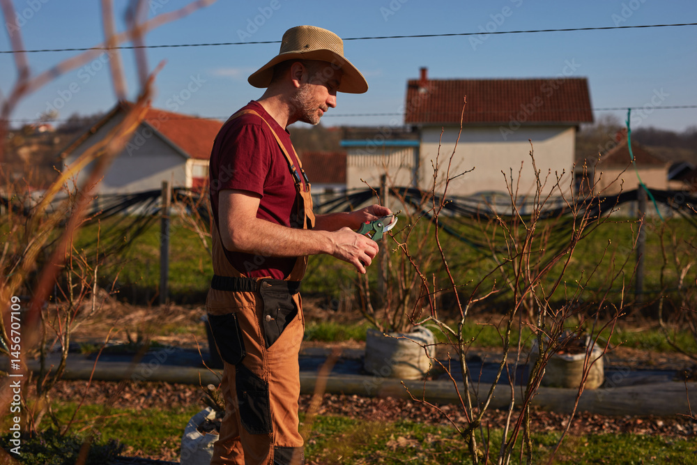 Male gardener with pruning shears working in a blueberries organic farm.