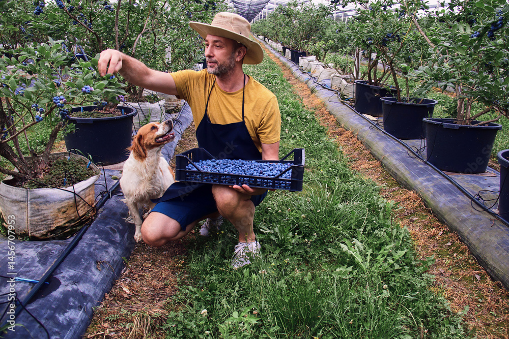 Farmer picking fresh blueberries on a farm with a company of a dog.