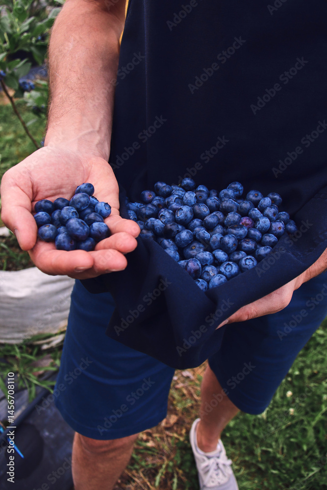 Farmer picking fresh blueberries on a farm.