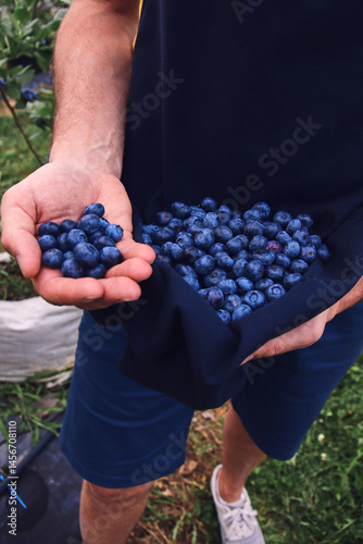 Farmer picking fresh blueberries on a farm.