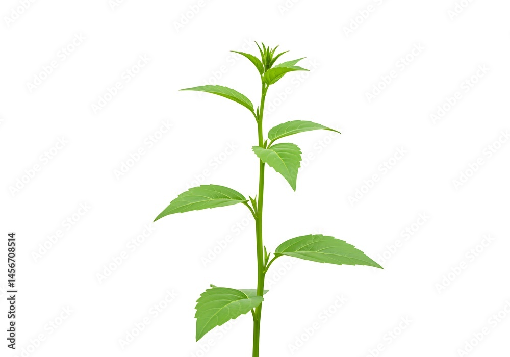 A single stem with green leaves sprouting upwards against a stark white isolated background image view A single stem with green leaves sprouting upwards against a stark white isolated background image view