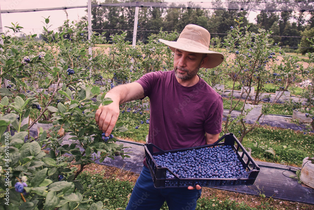 Farmer picking fresh blueberries on a farm.