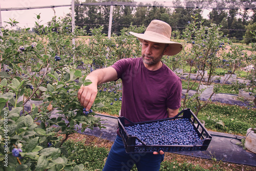 Farmer picking fresh blueberries on a farm.